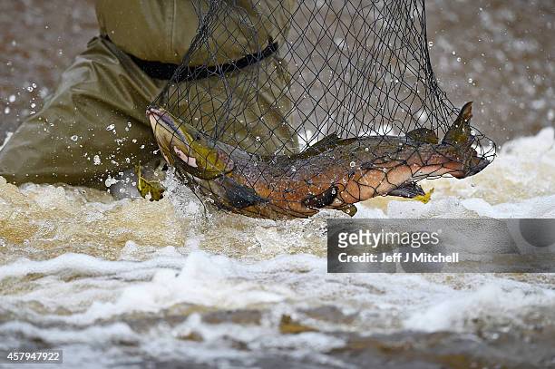 Salmon are taken from the river Ettrick by employees of the Tweed Foundation on October 27, 2014 in Selkirk, Scotland. The salmon were being tagged...