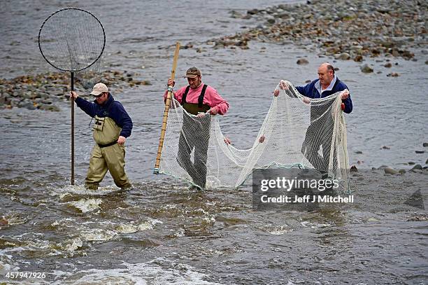 Kenny Galt from the Tweed Foundation and Tommy Heard Water Bailiff for the river Tweed Commission take salmon from the river Ettrick to be tagged on...