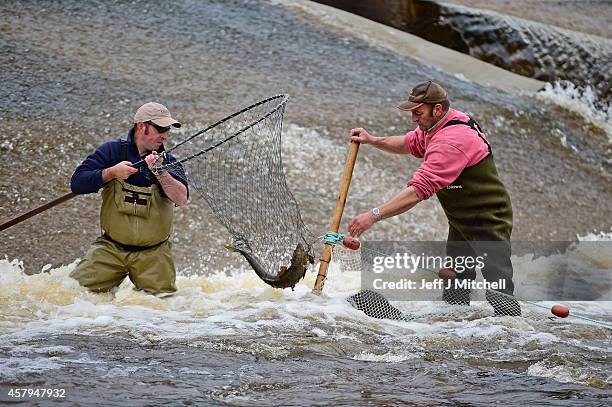 Kenny Galt from the Tweed Foundation and Tommy Heard Water Bailiff for the river Tweed Commission take Salmon are from the river Ettrick to be tagged...