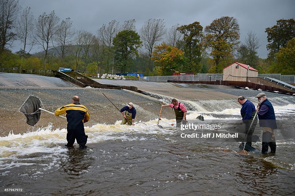 Salmon Tagged As They Swim Upstream From The Atlantic