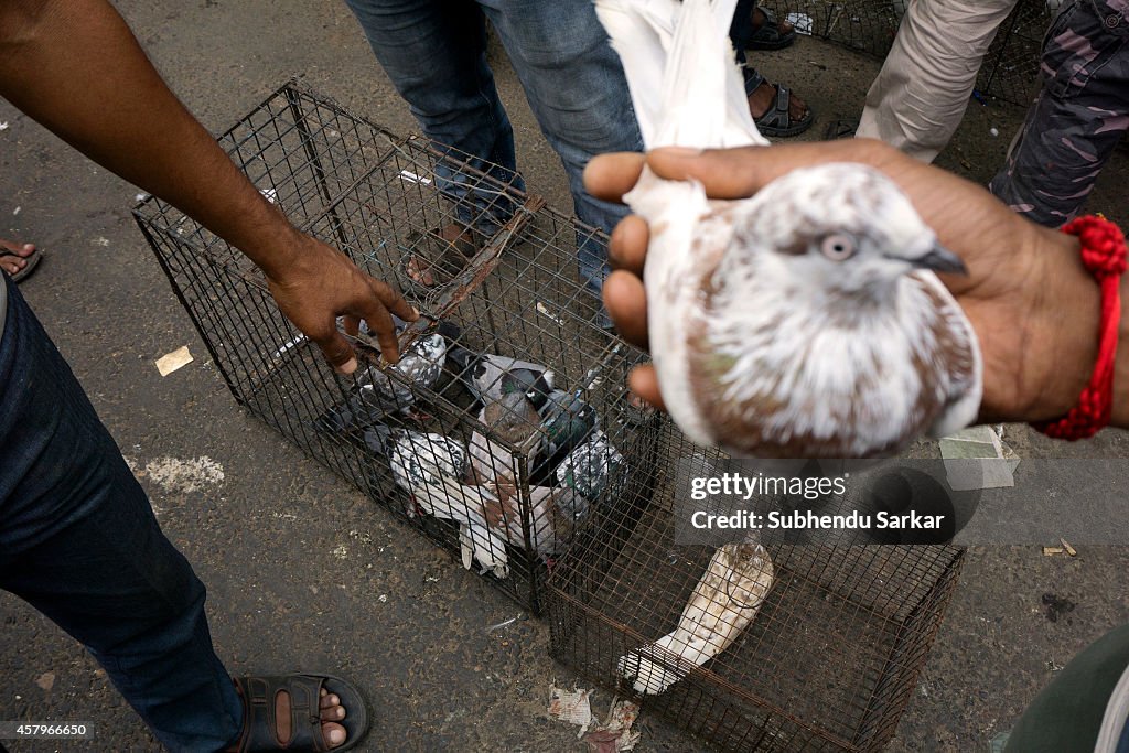 Pigeons are exhibited for sale at Kolkata pet market.