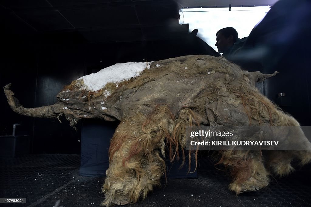 RUSSIA-SCIENCES-MAMMOTH