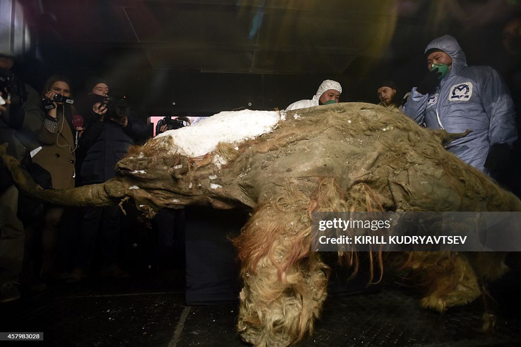 RUSSIA-SCIENCES-MAMMOTH