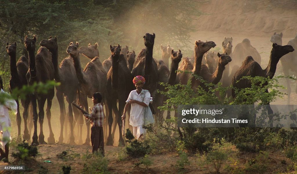 Pushkar Cattle Fair