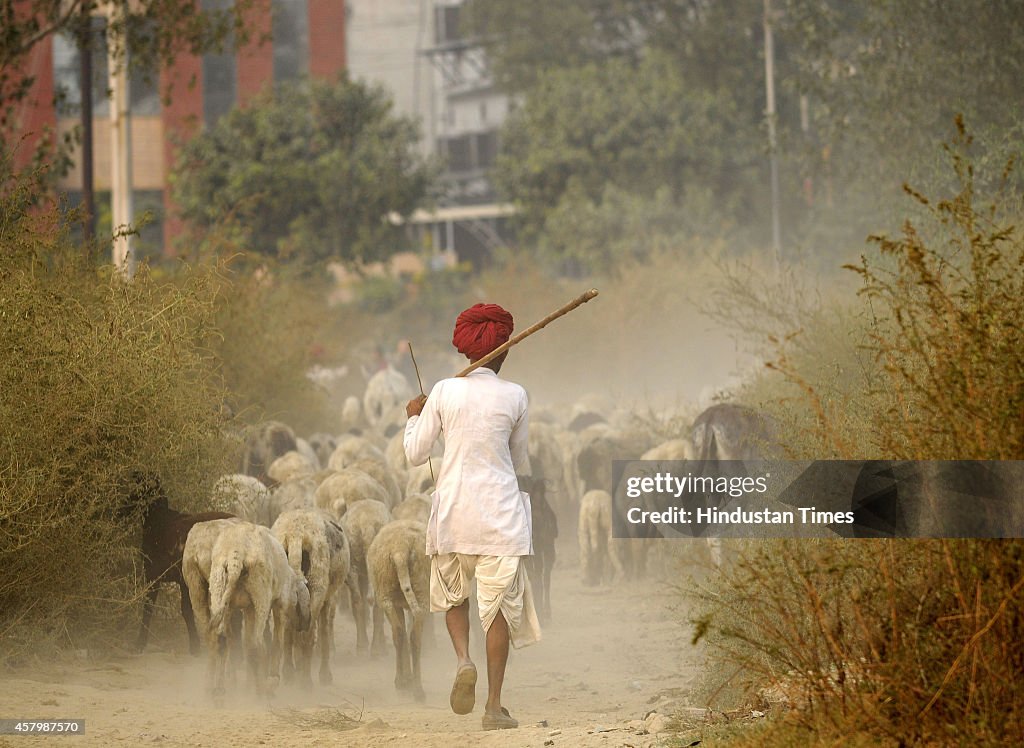 Nomad Shepherd From Rajasthan Herding Cattle