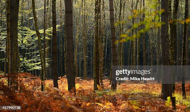 Sun shines over the trees during the autumn season in the New Forest on October 28, 2014 in Hampshire, England. As the leaves change from green to...