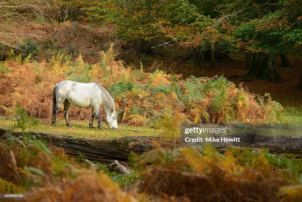 Autumn In The UK