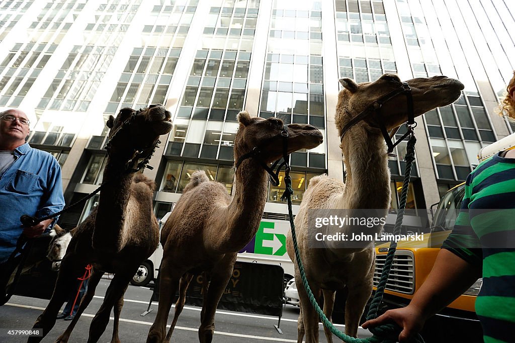 2014 Radio City Christmas Spectacular's Living Nativity Animals Arrive For Rehearsals