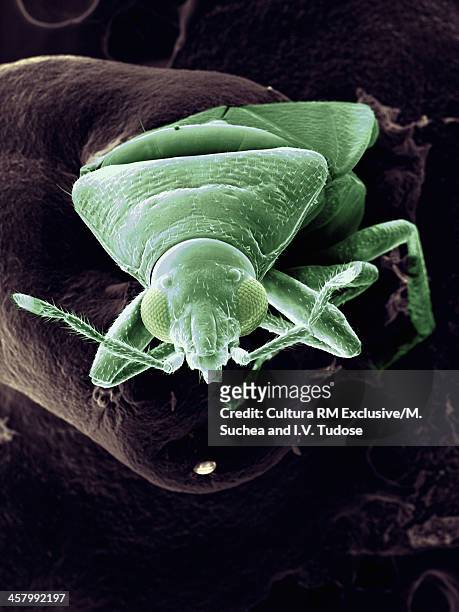sem image of an aphid - aphid stockfoto's en -beelden