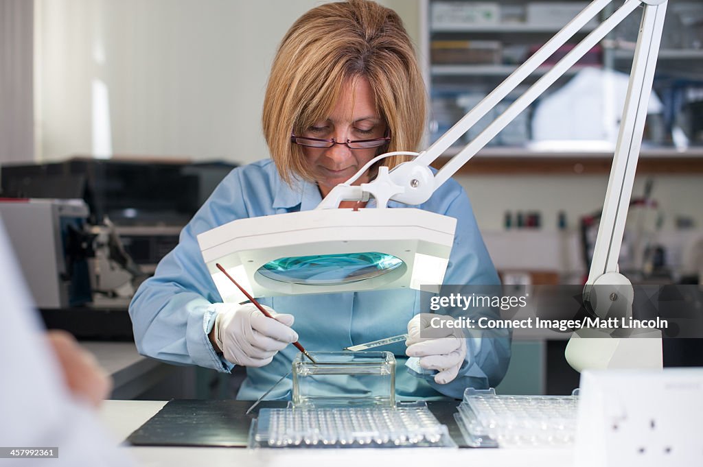 Lab technician using magnifying glass with medical samples