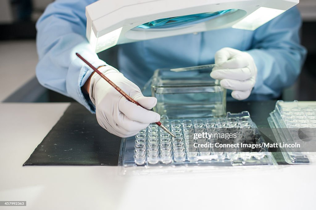 Lab technician using paintbrush with medical samples
