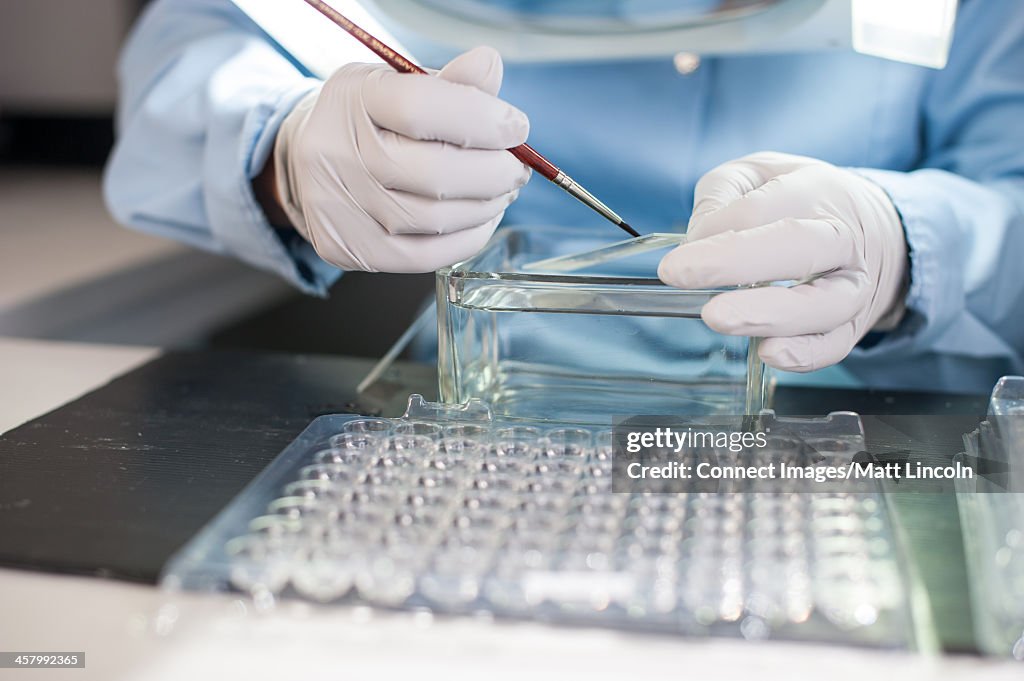 Lab technician using paintbrush with medical samples