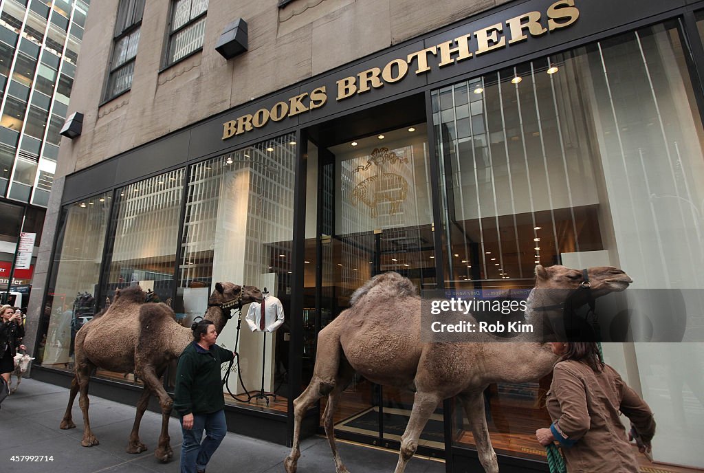 2014 Radio City Christmas Spectacular's Living Nativity Animals Arrive For Rehearsals