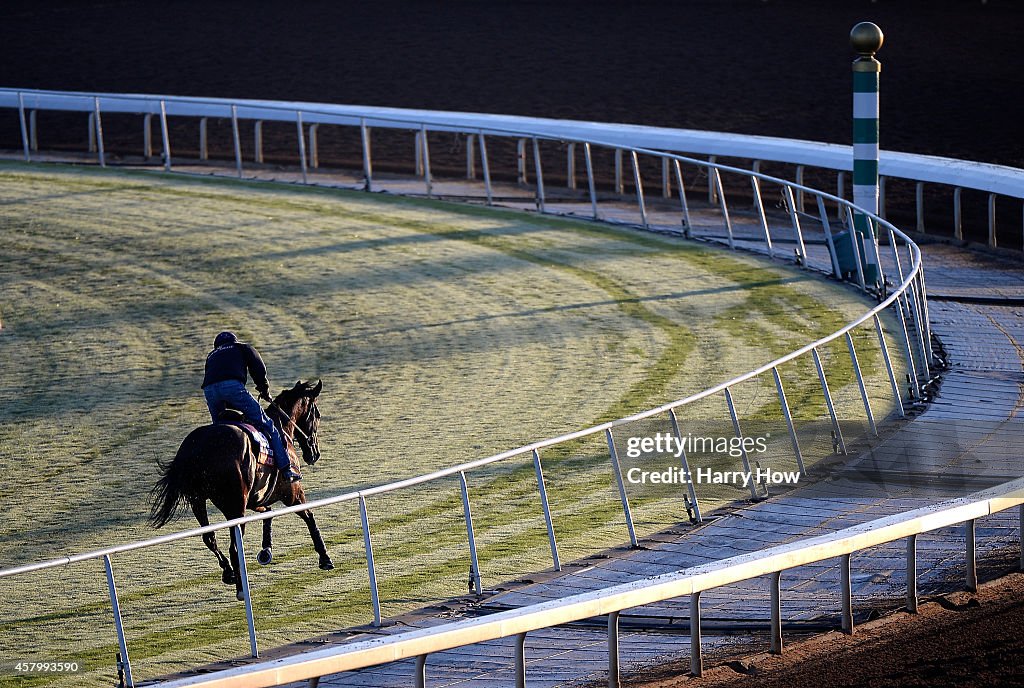 2014 Breeder's Cup - Previews