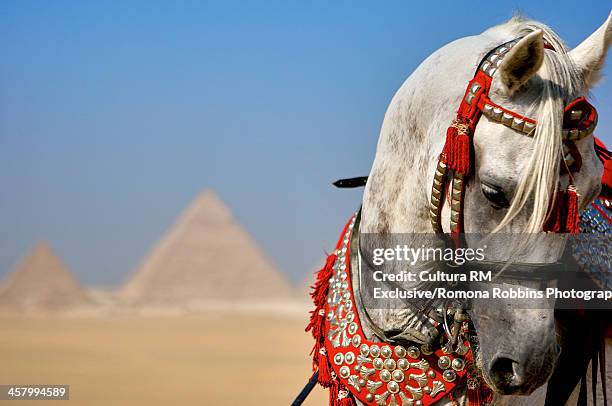 arabian stallion by giza, cairo, egypt - arabian horse fotografías e imágenes de stock