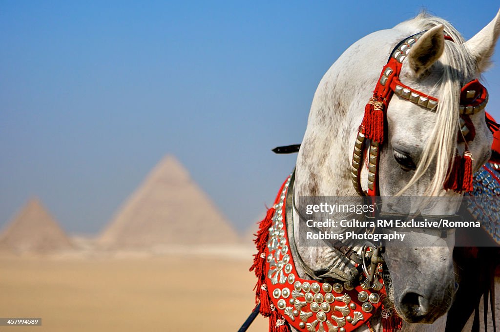 Arabian stallion by Giza, Cairo, Egypt