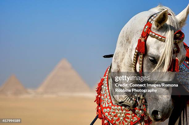 arabian stallion by giza, cairo, egypt - arabian horse stock pictures, royalty-free photos & images