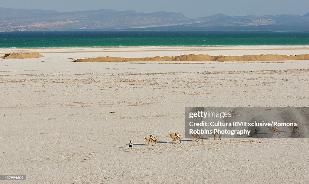 Camels crossing desert with Lake Assal, Djibouti, Africa