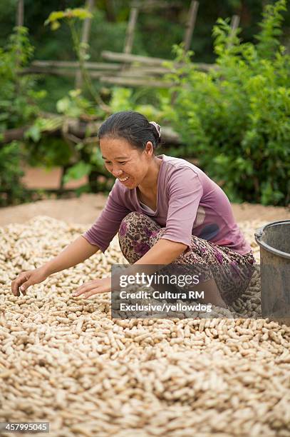 mid adult woman working during peanut harvest, shan state, keng tung, burma - peanut crop stock pictures, royalty-free photos & images