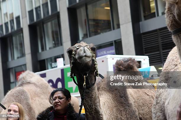 Radio City Christmas Spectacular's Living Nativity Animals arrive at Radio City Music Hall on October 28, 2014 in New York City.