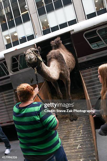 Radio City Christmas Spectacular's Living Nativity Animals arrive at Radio City Music Hall on October 28, 2014 in New York City.