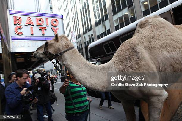 Radio City Christmas Spectacular's Living Nativity Animals arrive at Radio City Music Hall on October 28, 2014 in New York City.