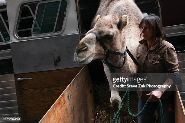 Radio City Christmas Spectacular's Living Nativity Animals arrive at Radio City Music Hall on October 28, 2014 in New York City.