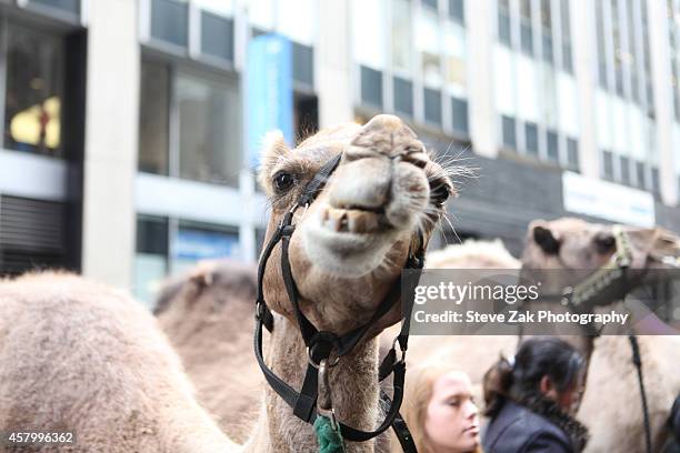 Radio City Christmas Spectacular's Living Nativity Animals arrive at Radio City Music Hall on October 28, 2014 in New York City.