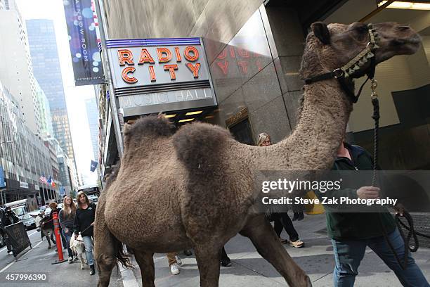 Radio City Christmas Spectacular's Living Nativity Animals arrive at Radio City Music Hall on October 28, 2014 in New York City.