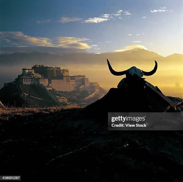 the potala palace,lhasa,tibet,china - longhorn cowfish stock pictures, royalty-free photos & images
