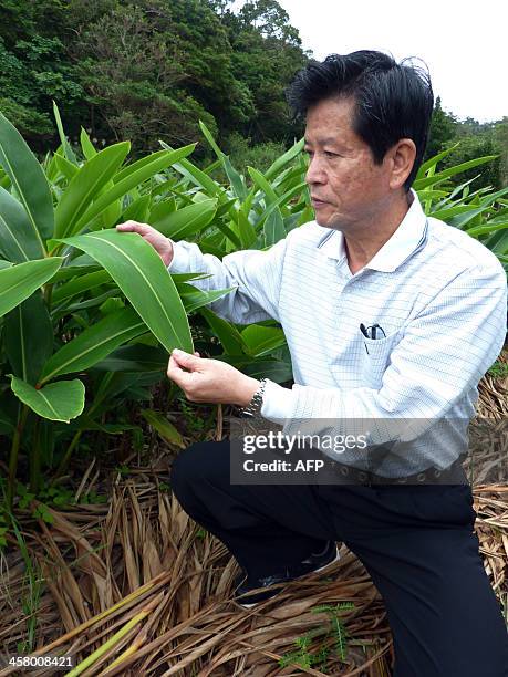 This picture taken on November 12, 2013 shows Shinkichi Tawada, professor of the faculty of Agriculture at the University of the Ryukyus shows a leaf...