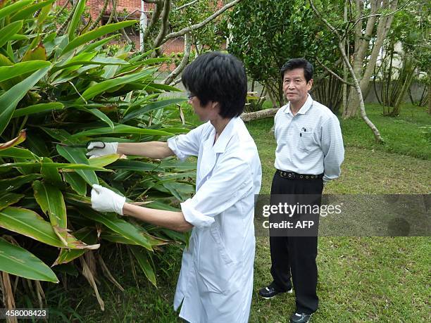 This picture taken on November 12, 2013 shows a student and Shinkichi Tawada , professor of the faculty of Agriculture at the University of the...