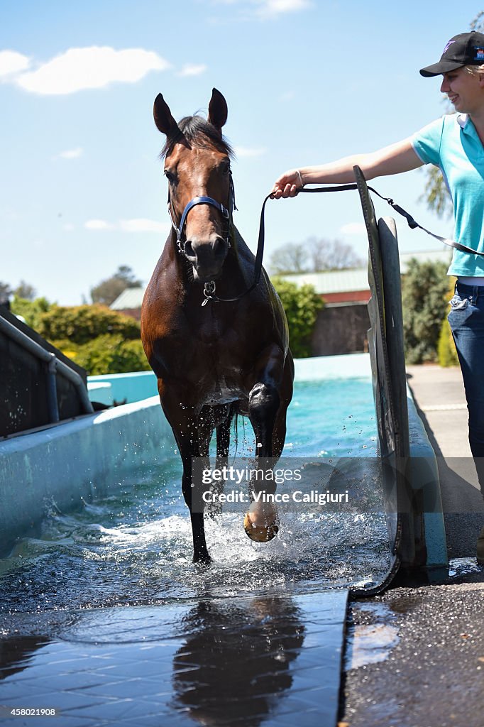 Flemington Trackwork Session