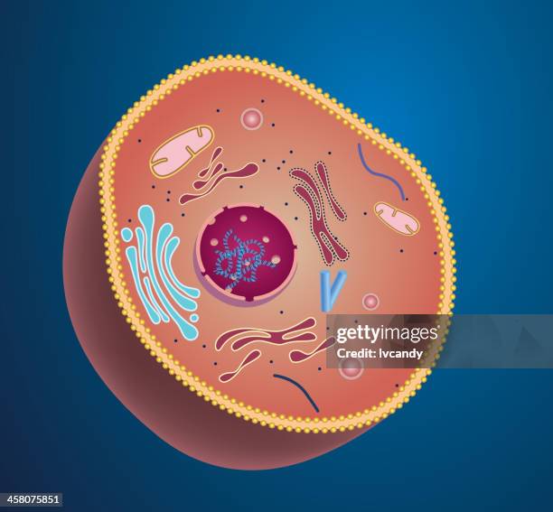 stockillustraties, clipart, cartoons en iconen met cell structure - nucleolus