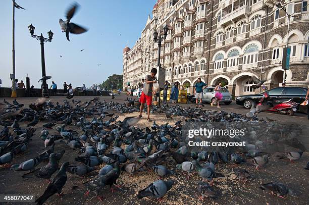 feeding the pigeons - mumbai stock pictures, royalty-free photos & images
