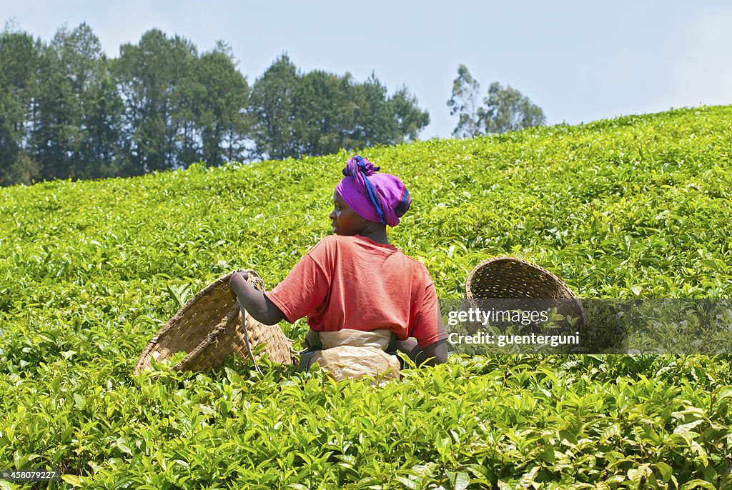 Female teapicker in a tea plantation, Rwanda