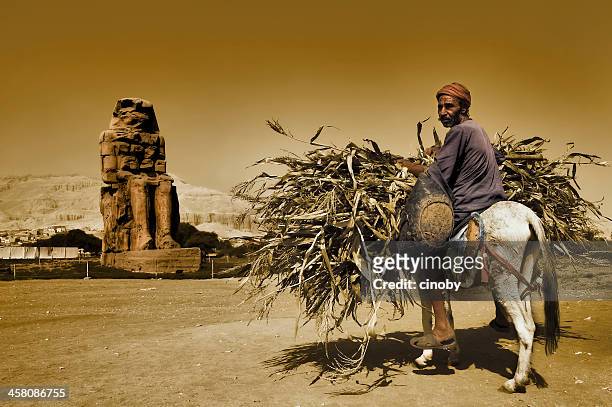 fellah - farmer laborer on a donkey near by luxor - colossi of memnon stock pictures, royalty-free photos & images