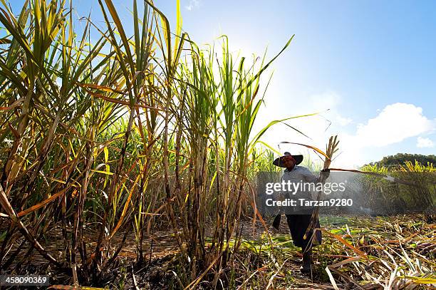 femme récolter sucre canes - sugar cane field photos et images de collection