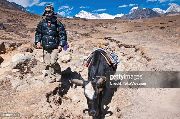 sherpa yak fahrer high trail himalajagebirge in nepal mount everest - hairy indian men stock-fotos und bilder