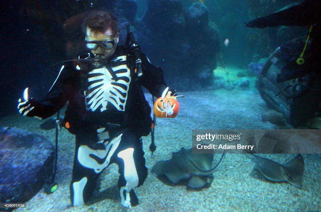 Berlin Sea Life Celebrates Halloween