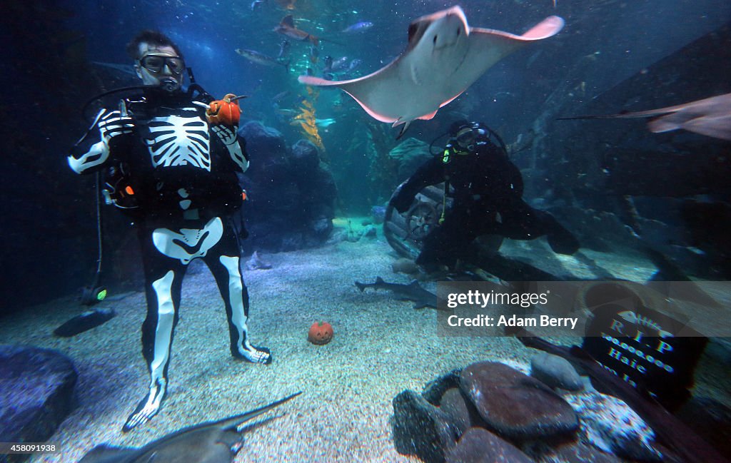 Berlin Sea Life Celebrates Halloween
