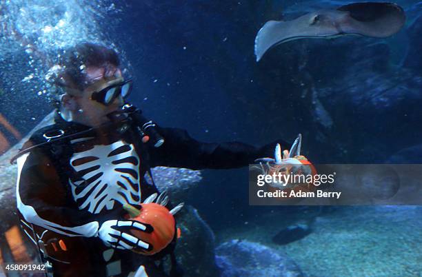 Diver dressed as a skeleton feeds fish out of a jack-o'-lantern to rays and sharks in a Halloween-themed aquarium at the SEA LIFE & AquaDom...