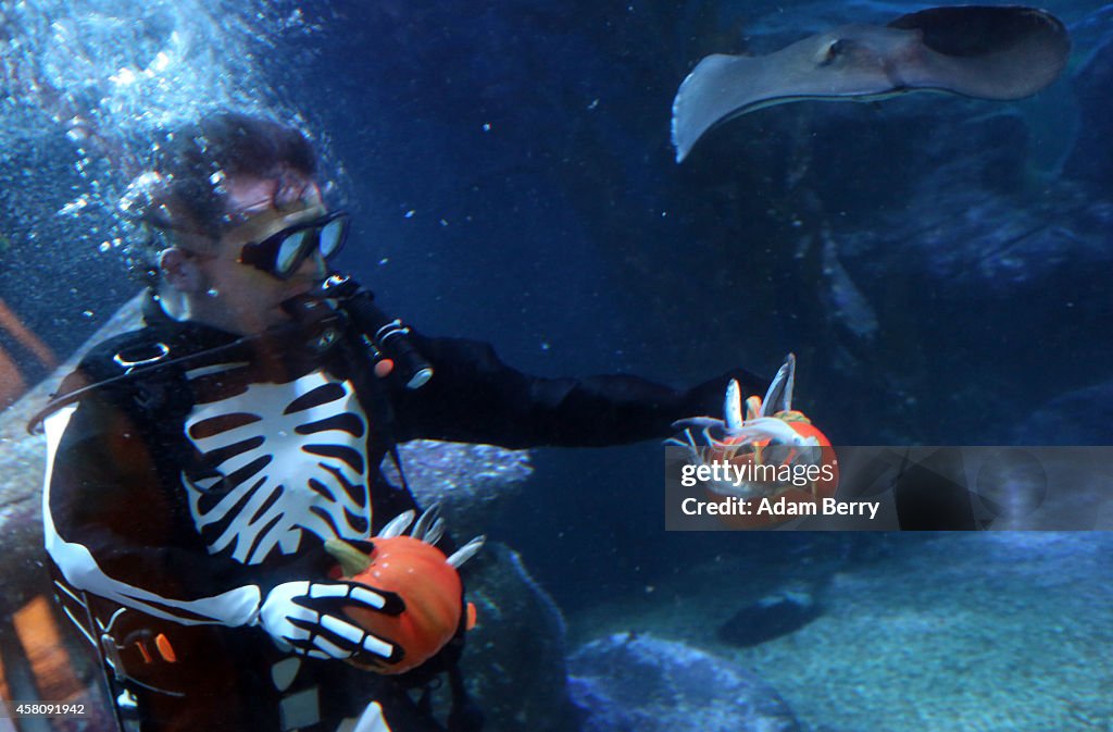 Berlin Sea Life Celebrates Halloween