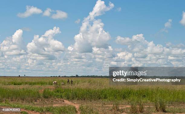 herding cattle in south sudan - south sudan stock pictures, royalty-free photos & images