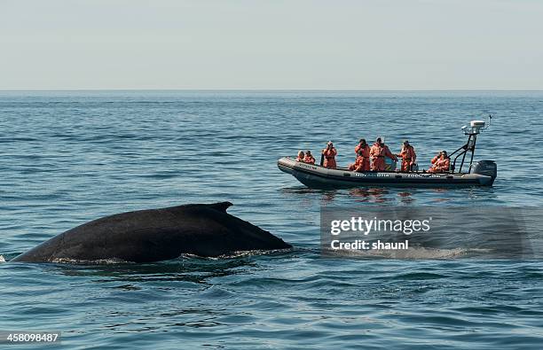 bay of fundy whale watching - bay of fundy stock pictures, royalty-free photos & images