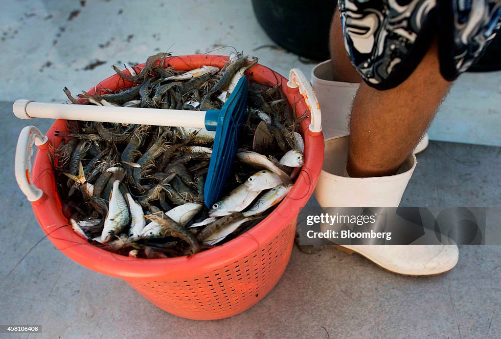 Operations During A Shrimp Harvest As September Yields Largest Catch Since 2003