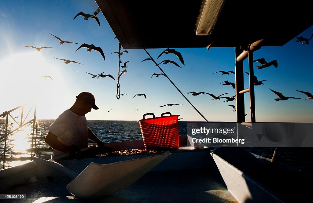 Operations During A Shrimp Harvest As September Yields Largest Catch Since 2003