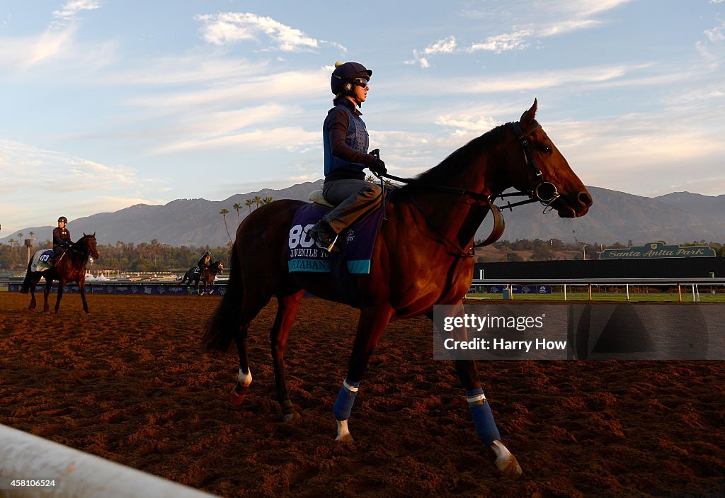 2014 Breeder's Cup - Previews
