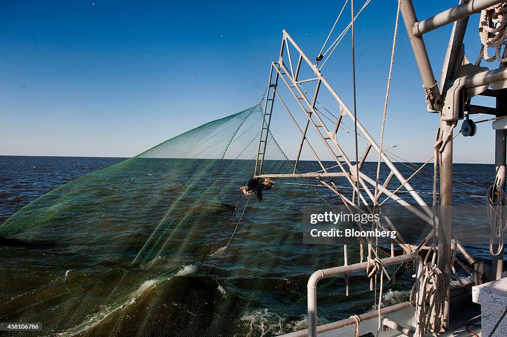 Operations During A Shrimp Harvest As September Yields Largest Catch Since 2003