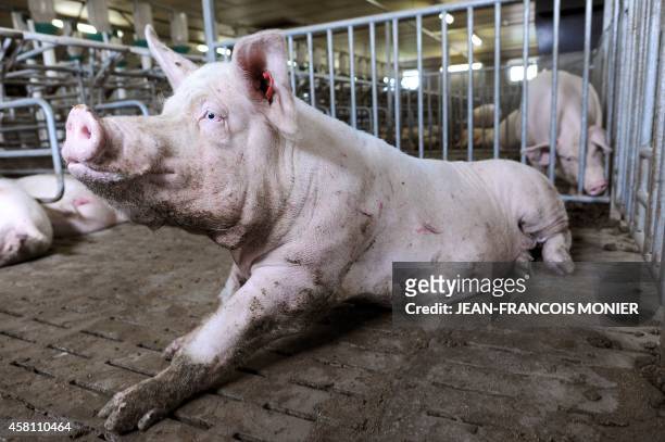 Sow sits in its enclosure at a farm of Label Rouge standard in Marigne-Laille in western France on September 7, 2014. The "Label Rouge" is an...